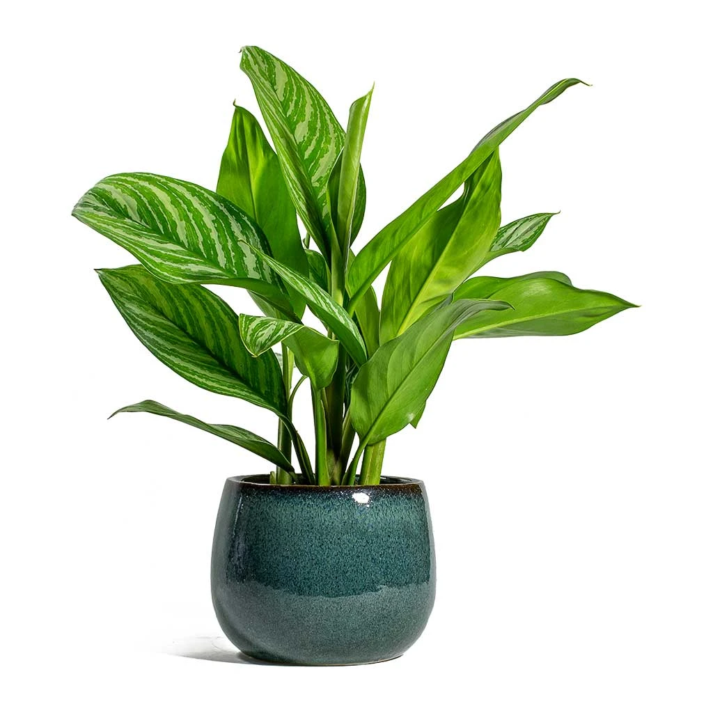 Aglaonema Stripes - Chinese Evergreen 5 Aglaonema Stripes - Chinese Evergreen - Image 5