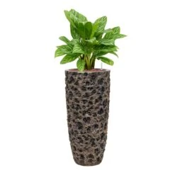 Luxe Lite Moon Partner Planter - Bronze -Indoor Plant Store Aglaonema Stripes ChineseEvergreen Hydrocare Luxe Lite Moon Partner Planter Bronze cd3df0e9 7659 4095 b089 1d04e64150dc