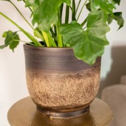Aico Plant Pot - Shiny Brown -Indoor Plant Store Aico shiny brown 02