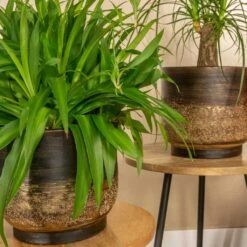 Aico Plant Pot - Shiny Brown -Indoor Plant Store Aico shiny brown 06