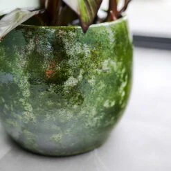 Aimee Plant Pot - Pear -Indoor Plant Store Aimee Plant Pot Pear Banana Plant