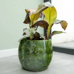Aimee Plant Pot - Pear -Indoor Plant Store Aimee Plant Pot Pear Houseplants