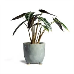 Alocasia Bambino Arrow - Jewel Alocasia -Indoor Plant Store Alocasia Bambino Arrow Jewel Alocasia 14x35cm Kaat Plant Pot Blue Grey 16x16cm
