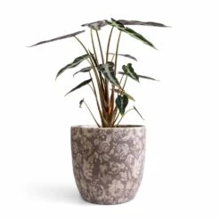 Alocasia Bambino Arrow - Jewel Alocasia -Indoor Plant Store Alocasia Bambino Arrow Jewel Alocasia 14x35cm Monza Plant Pot Vintage Grey 17x17cm 47056870 093b 4b2b bd09 9244d03a694f