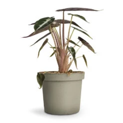 Alocasia Bambino Arrow - Jewel Alocasia -Indoor Plant Store Alocasia Bambino Arrow Jewel Alocasia 9x15cm