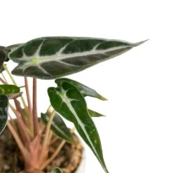 Alocasia Bambino Arrow - Jewel Alocasia -Indoor Plant Store Alocasia Bambino Arrow Jewel Alocasia 9x15cm 3