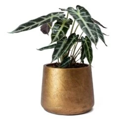 Alocasia Bambino Arrow - Jewel Alocasia -Indoor Plant Store Alocasia Bambino Arrow Jewel Alocasia Metallic Copper Patt Plant Pot