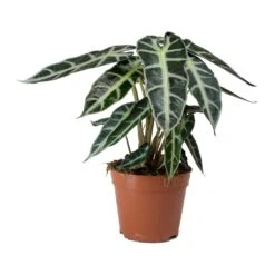 Alocasia Bambino Arrow - Jewel Alocasia -Indoor Plant Store Alocasia Bambino Arrow Jewel Alocasia v2