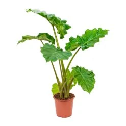 Alocasia Portodora - Upright Elephant Ear -Indoor Plant Store Alocasia Portadora Upright Elephant Ear