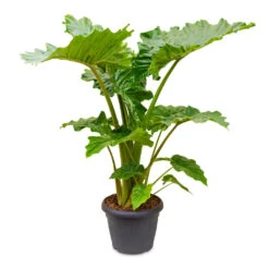 Alocasia Portodora - Upright Elephant Ear -Indoor Plant Store Alocasia Portodora 35x120cm