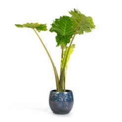 Alocasia Portodora - Upright Elephant Ear -Indoor Plant Store Alocasia Portodora Upright Elephant Ear 24x90cm Aimee Plant Pot River Blue 33x28cm