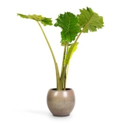 Alocasia Portodora - Upright Elephant Ear -Indoor Plant Store Alocasia Portodora Upright Elephant Ear 24x90cm Ayla Plant Pot Grey Brushed 37x32cm