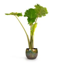 Alocasia Portodora - Upright Elephant Ear -Indoor Plant Store Alocasia Portodora Upright Elephant Ear 24x90cm Ellen Metal Plant Pots Set3 Vintage Green 4667239b ad7f 42bd aba5 d1754f026680
