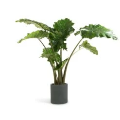Alocasia Portodora - Upright Elephant Ear -Indoor Plant Store Alocasia Portodora Upright Elephant Ear 24x90cm Max Refined Planter Pine Green 29x29.5cm