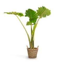 Alocasia Portodora - Upright Elephant Ear -Indoor Plant Store Alocasia Portodora Upright Elephant Ear 24x90cm Nanna Wikr Plant Basket Natural 30x32cm