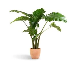 Terracotta Plant Pot -Indoor Plant Store Alocasia Portodora Upright Elephant Ear 24x90cm Terracotta Plant Pot 30x26cm 431f1c41 7c5d 4f7d bf34 6e27f3f0afce