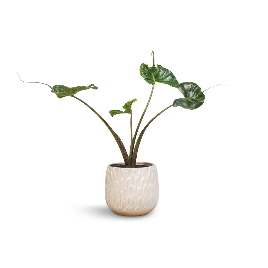 Arles Leaf Plant Pot - White 4 Arles Leaf Plant Pot - White - Image 4