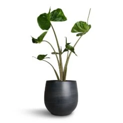 Esra Plant Pot - Graphite -Indoor Plant Store Alocasia Stingray Elephant Ear 17x65cm Esra Plant Pot Graphite 22x20cm b964970d 913a 4cb5 9e4e be2b7eaae135