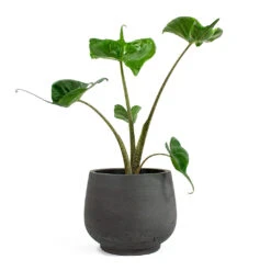Mini Pixie Plant Pot - Black Washed -Indoor Plant Store Alocasia Stingray Elephant Ear Mini Pixie Plant Pot Black Washed