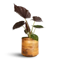 Helle Plant Pot - Natural -Indoor Plant Store Alocasia Wentii Hardy Elephant Ear 19x65cm Helle Plant Pot Natural 26x25cm e8c24fc5 f22f 4f84 bacc d255303853b5