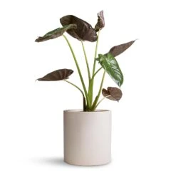 Max Refined Planter - Natural White -Indoor Plant Store Alocasia Wentii Hardy Elephant Ear 19x65cm Max Refined Planter Natural White 29x29.5cm d4ea101c 622f 46d9 991b b420903e5507