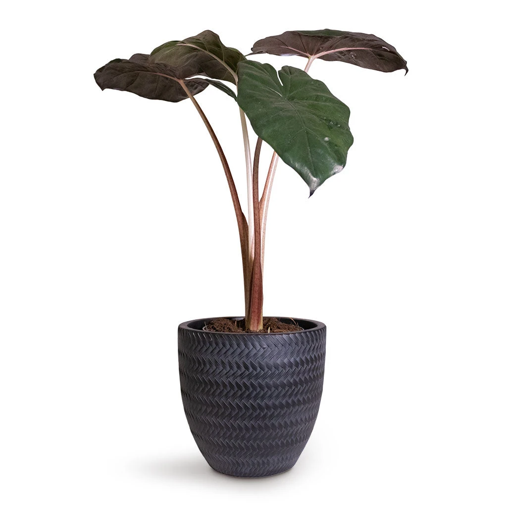 Angle Couple Plant Pot - Anthracite 4 Angle Couple Plant Pot - Anthracite - Image 4