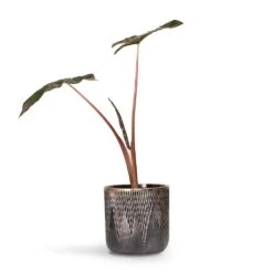 Luxe Lite Comet Cylinder Planter - Bronze -Indoor Plant Store Alocasia Yucatan Princess Elephant Ear 17x65cm Luxe Lite Comet Cylinder Planter Bronze 28x27cm 2298b8f8 948d 4958 8690 5b9337094364