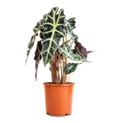 Alocasia Amazonica Polly - Elephant Ear 20 Alocasia Amazonica Polly - Elephant Ear -Indoor Plant Store Alocasia amazonica Polly Elephant Ear 17x50cm