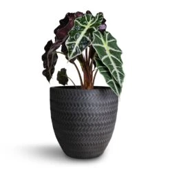 Alocasia Amazonica Polly - Elephant Ear 24 Alocasia Amazonica Polly - Elephant Ear -Indoor Plant Store Alocasia amazonica Polly Elephant Ear 17x50cm Angle Couple Plant Pot Anthracite 24x23cm