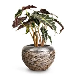 Luxe Lite Layer Globe Planter - Bronze 13 Luxe Lite Layer Globe Planter - Bronze -Indoor Plant Store Alocasia amazonica Polly Elephant Ear 17x50cm Luxe Lite Layer Globe Planter Bronze 28x20cm