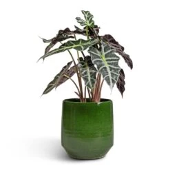 Remi Plant Pot - Green 22 Remi Plant Pot - Green -Indoor Plant Store Alocasia amazonica Polly Elephant Ear 17x50cm Remi Plant Pot Green 23x25cm