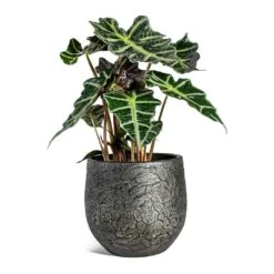 Alocasia Amazonica Polly - Elephant Ear 32 Alocasia Amazonica Polly - Elephant Ear -Indoor Plant Store Alocasia amazonica Polly Elephant Ear Evi Plant Pot Midnight Black 22cm