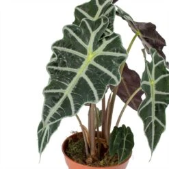 Alocasia Amazonica Polly - Elephant Ear 27 Alocasia Amazonica Polly - Elephant Ear -Indoor Plant Store Alocasia amazonica Polly Elephant Ear Leaves