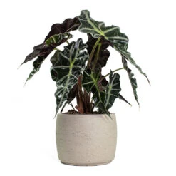 Mini Valerie Plant Pot - Grey Washed -Indoor Plant Store Alocasia amazonica Polly Elephant Ear Mini Valerie Plant Pot Grey Washed