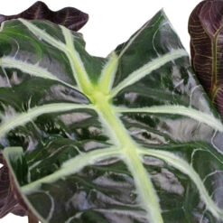 Alocasia Amazonica Polly - Elephant Ear 22 Alocasia Amazonica Polly - Elephant Ear -Indoor Plant Store Alocasia amazonica Polly Elephant Ear SWATCH 3