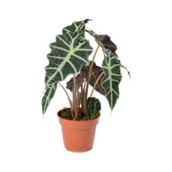 Alocasia Amazonica Polly - Elephant Ear 25 Alocasia Amazonica Polly - Elephant Ear -Indoor Plant Store Alocasia amazonica Polly Elephant Ear 941f9e9b ed40 488c b41e b561353cf4b6