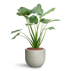 Alocasia Cucullata - Hooded Dwarf Elephant Ear - HydroCare -Indoor Plant Store Alocasia cucullata Hooded Dwarf Elephant Ear HydroCare Cody Plant Pot Ridged Cement