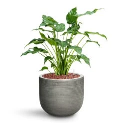 Alocasia Cucullata - Hooded Dwarf Elephant Ear - HydroCare -Indoor Plant Store Alocasia cucullata Hooded Dwarf Elephant Ear HydroCare Cody Plant Pot Ridged Dark Grey