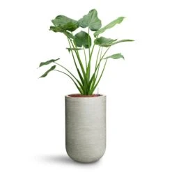 Alocasia Cucullata - Hooded Dwarf Elephant Ear - HydroCare -Indoor Plant Store Alocasia cucullata Hooded Dwarf Elephant Ear HydroCare Cody Plant Vase Ridged Cement