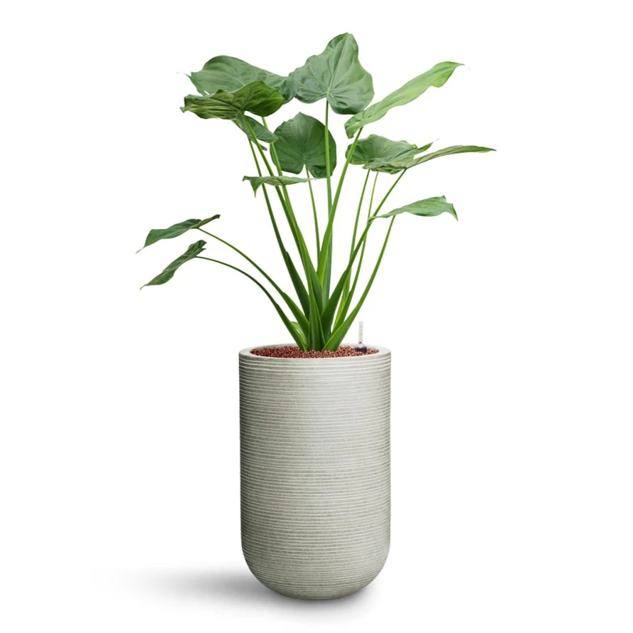 Cody Plant Vase - Ridged Cement 9 Cody Plant Vase - Ridged Cement - Image 9