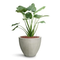 Alocasia Cucullata - Hooded Dwarf Elephant Ear - HydroCare -Indoor Plant Store Alocasia cucullata Hooded Dwarf Elephant Ear HydroCare Jesslyn Plant Pot Ridged Cement