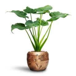 Opus Raw Couple Planter - Gold -Indoor Plant Store Alocasia cucullata Hooded Dwarf Elephant Ear HydroCare Opus Raw Couple Planter Gold 57784609 e4bf 4836 b797 d912d260100c