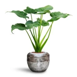 Alocasia Cucullata - Hooded Dwarf Elephant Ear - HydroCare -Indoor Plant Store Alocasia cucullata Hooded Dwarf Elephant Ear HydroCare Opus Raw Couple Planter Silver
