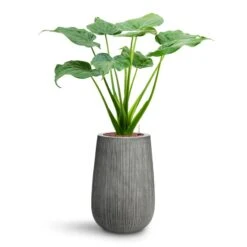 Alocasia Cucullata - Hooded Dwarf Elephant Ear - HydroCare -Indoor Plant Store Alocasia cucullata Hooded Dwarf Elephant Ear HydroCare Patt High Plant Vase Ridged Dark Grey