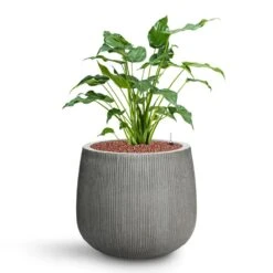 Pax Planter - Ridged Dark Grey -Indoor Plant Store Alocasia cucullata Hooded Dwarf Elephant Ear HydroCare Pax Planter Ridged Dark Grey fe81520c e4aa 49b1 bedf 663e77ee0bb1