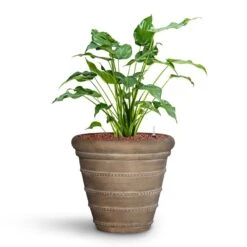 Treasure Selena Planter - Chalk Beige -Indoor Plant Store Alocasia cucullata Hooded Dwarf Elephant Ear HydroCare Treasure Selena Planter Chalk Beige f216ae93 651f 4c4b 920a 47934cf50681