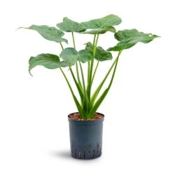 Alocasia Cucullata - Hooded Dwarf Elephant Ear - HydroCare -Indoor Plant Store Alocasia cucullata Hooded Dwarf Elephant Ear Hydroculture 18 19x70cm