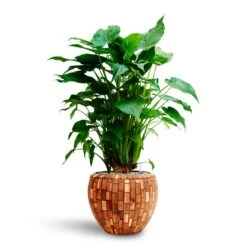 Alocasia Cucullata - Hooded Dwarf Elephant Ear - HydroCare -Indoor Plant Store Alocasia cucullata Hooded Dwarf Elephant Ear HydrocultureFacets Couple Planter Jenga