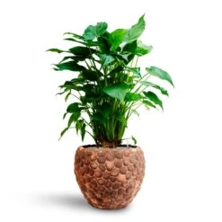 Alocasia Cucullata - Hooded Dwarf Elephant Ear - HydroCare -Indoor Plant Store Alocasia cucullata Hooded Dwarf Elephant Ear HydrocultureFacets Couple Planter Out Of Coco