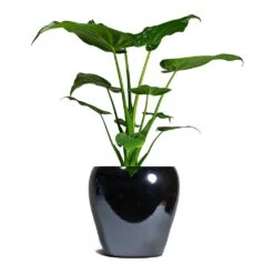 Amora Plant Pot - Anthracite Mirror 15 Amora Plant Pot - Anthracite Mirror -Indoor Plant Store Alocasia cucullata Hooded Dwarf ElephantEar 19x75cm Amora Plant Pot Anthracite Mirror 26x26cm 926da5da 3fbe 4a6c b1ef 1c3e9482e1a5